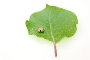 This image depicts a tick on a leaf.